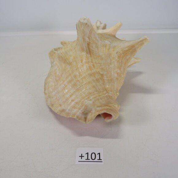 Large Real Conch Sea Shell 8.5" x 7" wide 6" tall has some chips - Picture 3 of 8